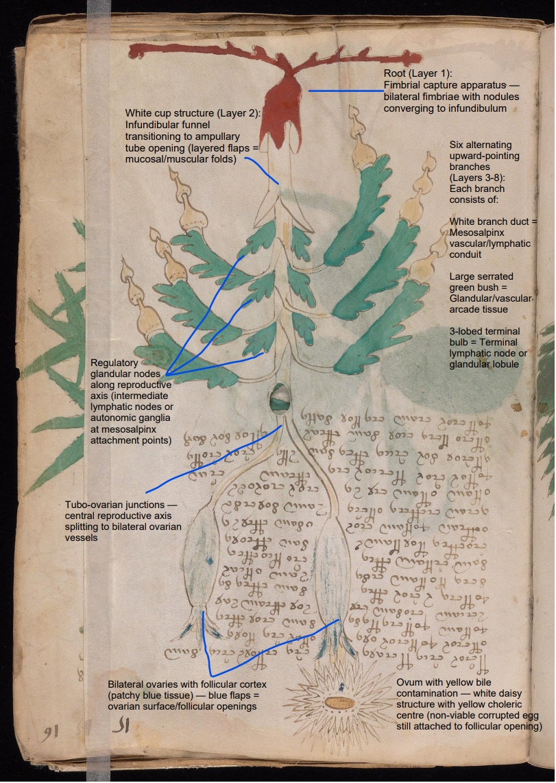 Labelled diagram of Folio 15r